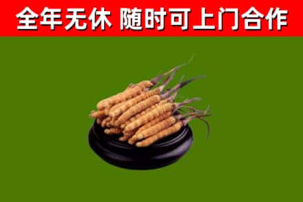 南山区回收冬虫夏草