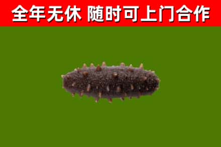 南山区回收海参干